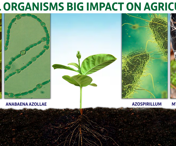 Microbes: Small Organisms Big Impact on Agriculture – Agriplex