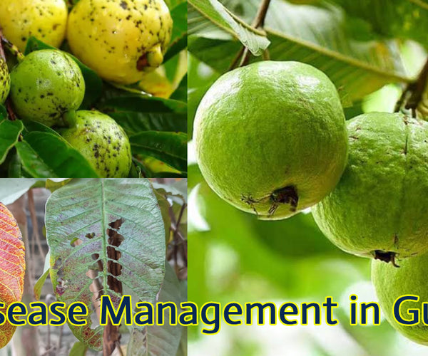 Disease Management in Guava: Symptoms and Control Methods – Agriplex