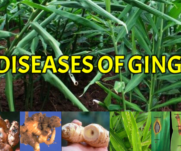 Common Pests and Diseases in Indian Ginger Farming – Agriplex