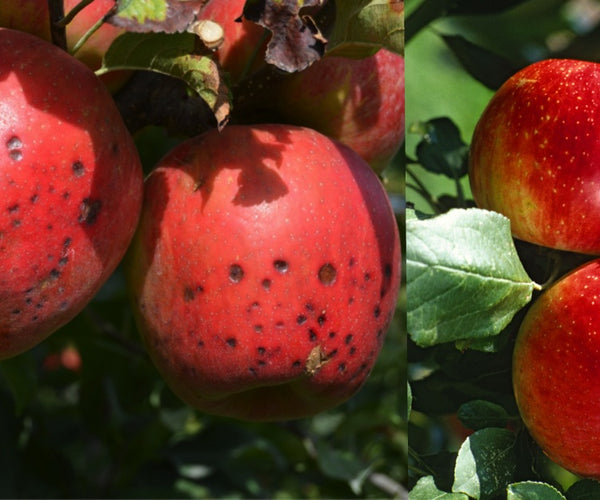 Bitter Pit Control Bitter Pit Disease: Tackling Calcium Deficiency in Apples for Improved ...