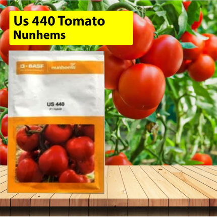 Nunhems Us 440 Tomato Seeds - Pack of 3000 Seeds