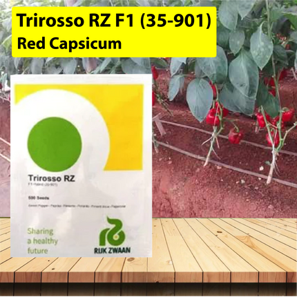 Trirosso RZ F1 (35-901) Red Capsicum Seeds - 5000 SEEDS - Agriplex