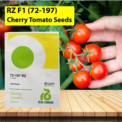 RZ F1 (72-197) Cherry Tomato Seeds - 1000 SEEDS - Agriplex