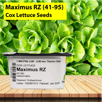 Maximus RZ (41-95) Cox Lettuce Seeds - 5000 SEEDS - Agriplex