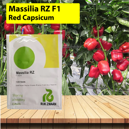 Massilia RZ F1 Red Capsicum Seeds - 1000 SEEDS - Agriplex