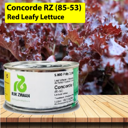 Concorde RZ (85-53) Red Leafy Lettuce Seeds - 5000 SEEDS - Agriplex