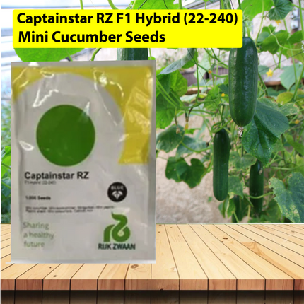 Captainstar RZ F1 Hybrid (22-240) - Mini Cucumber Seeds - 1000 SEEDS - Agriplex