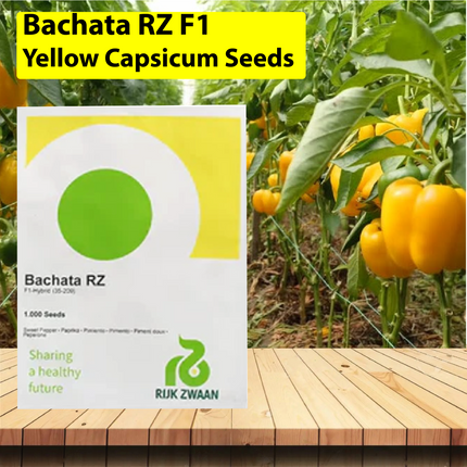Bachata RZ F1 Yellow Capsicum Seeds - 1000 SEEDS - Agriplex