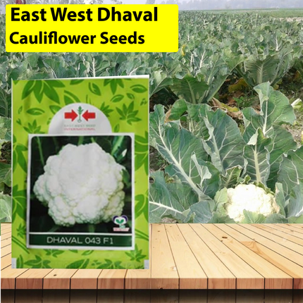 East West Dhaval 043 F1 Cauliflower Seeds - Agriplex