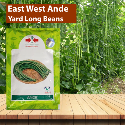 East West Ande Yard Long Beans - Agriplex