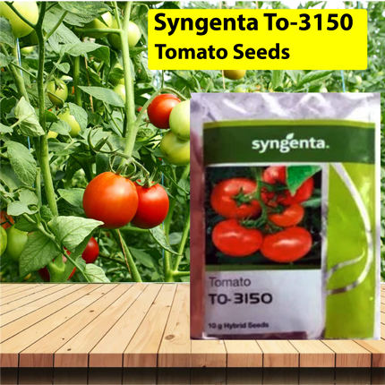 Syngenta To-3150 Tomato Seeds - Agriplex