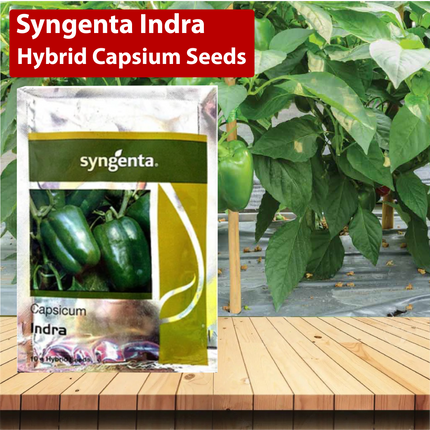 Syngenta Indra Hybrid Capsium Seeds - Agriplex