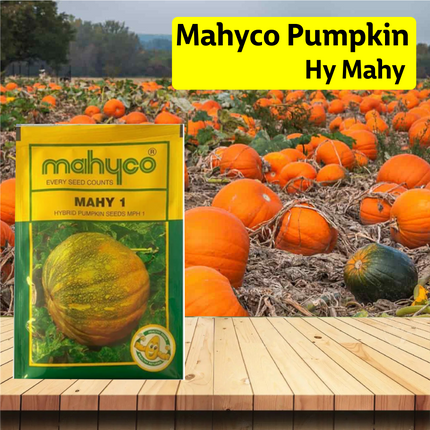 Mahyco Pumpkin Hy Mahy 1 Seeds - 50 GM - Agriplex