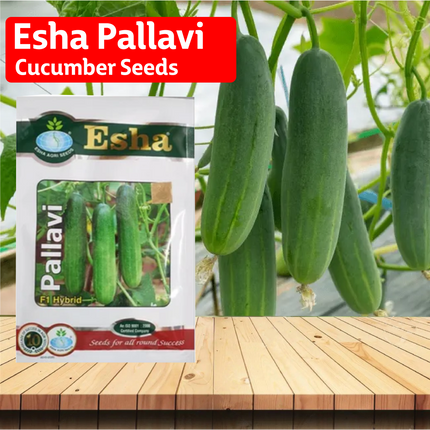 Esha Pallavi Cucumber Seeds - 25GM - Agriplex