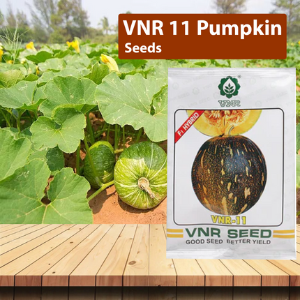 VNR 11 Pumpkin - 50 GM