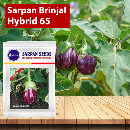 ﻿Sarpan Brinjal-65 Seeds - Agriplex