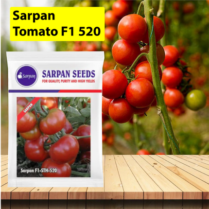 Sarpan F1 520 Tomato Seeds - Agriplex