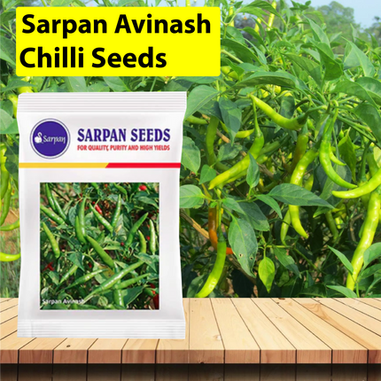 Sarpan Avinash Chilli Seeds - 10 GM