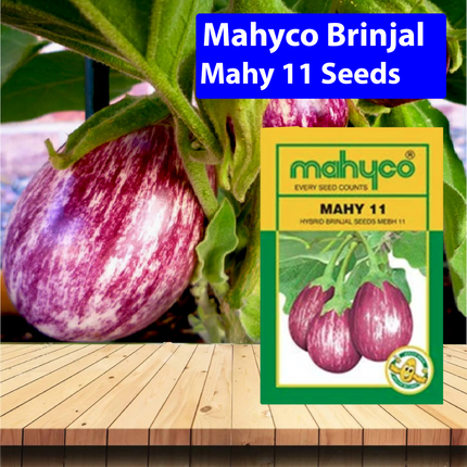 Mahyco Brinjal Mahy 11 Seeds - Agriplex