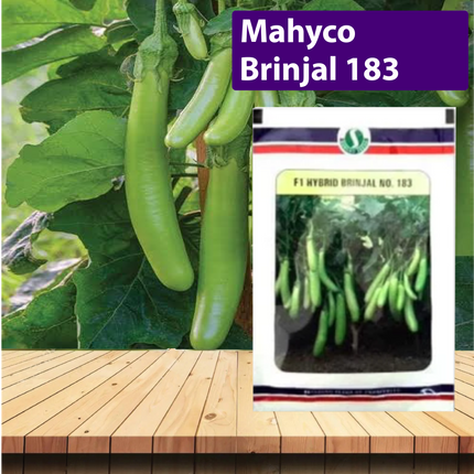 Mahyco Brinjal 183 Seeds - 10 GM - Agriplex