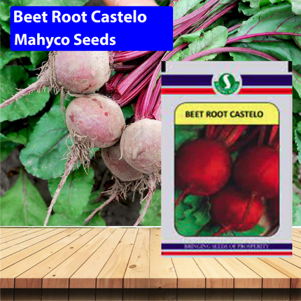 Mahyco Beet Root Castelo Seeds - Agriplex