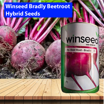 Winseed Bradly Beetroot Hybrid Seeds - Agriplex