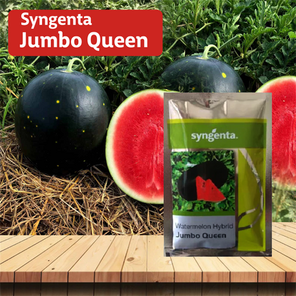 Syngenta Jumbo Queen Watermelon - 1000 SEEDS