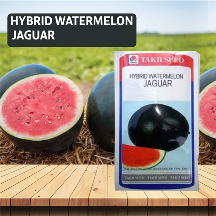 Taki \Jaguar Watermelon F1 Seeds - 10 Gm