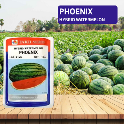 Taki Phoenix F1 Watermelon Seeds - 10 Gm