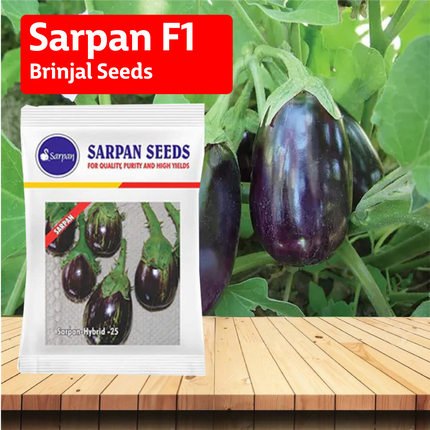 Sarpan F1 Brinjal-25 Seeds - Agriplex