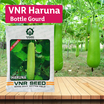 VNR Haruna Bottle Gourd - 50 GM - Agriplex