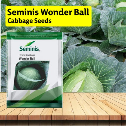 Seminis Wonder Ball Cabbage Seeds - 10 GM
