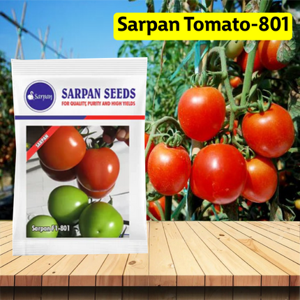 Sarpan Tomato-801 Seeds - Agriplex