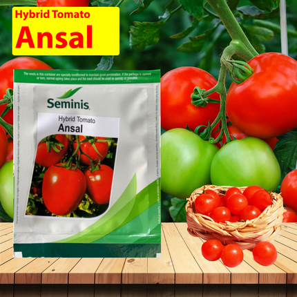 Seminis Ansal Tomato - Agriplex