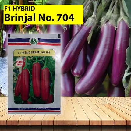 SUNGRO Brinjal No. 704 Seeds - 2000 SEEDS