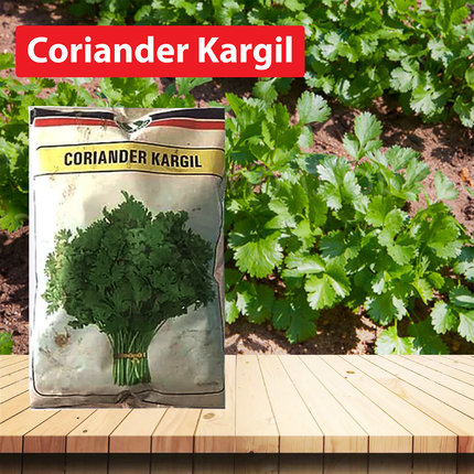 Mahyco Coriander Kargil Seeds