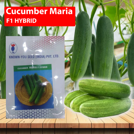 Known You Maria F1 Hybrid Cucumber Seeds  - 10 GM (Pack of 2)