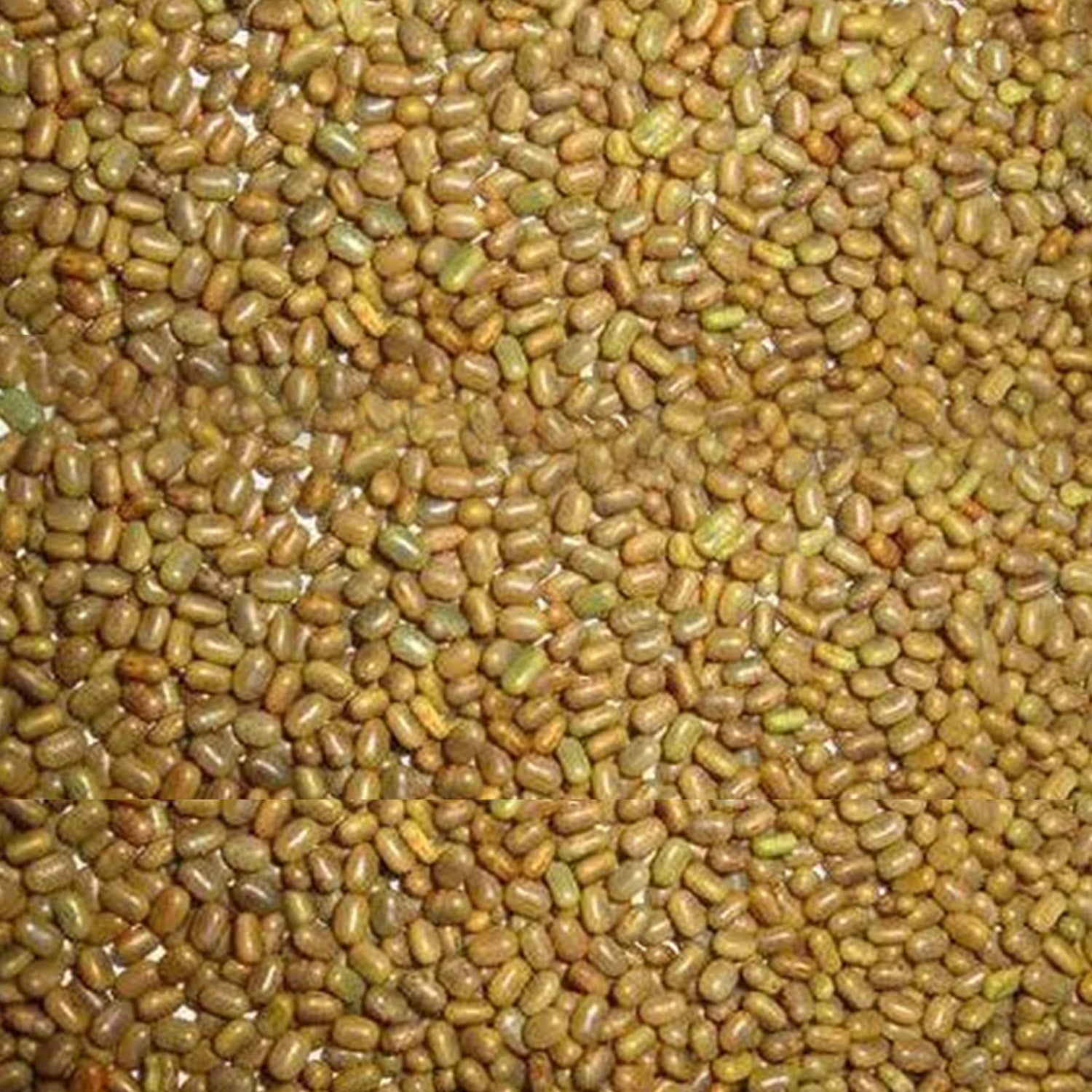 Dhaincha Seeds (Sesbania aculeata) - 25 KG