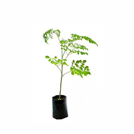 Drumstick (Moringa oleifera) - ನುಗ್ಗೆ ಕಾಯಿ - Agriplex