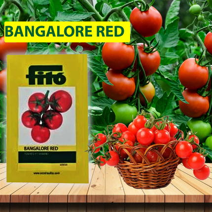 FITO Bangalore Red Seeds - Agriplex