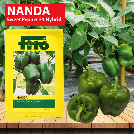 FITO Nanda Capsicum Seeds - 1000 SEEDS