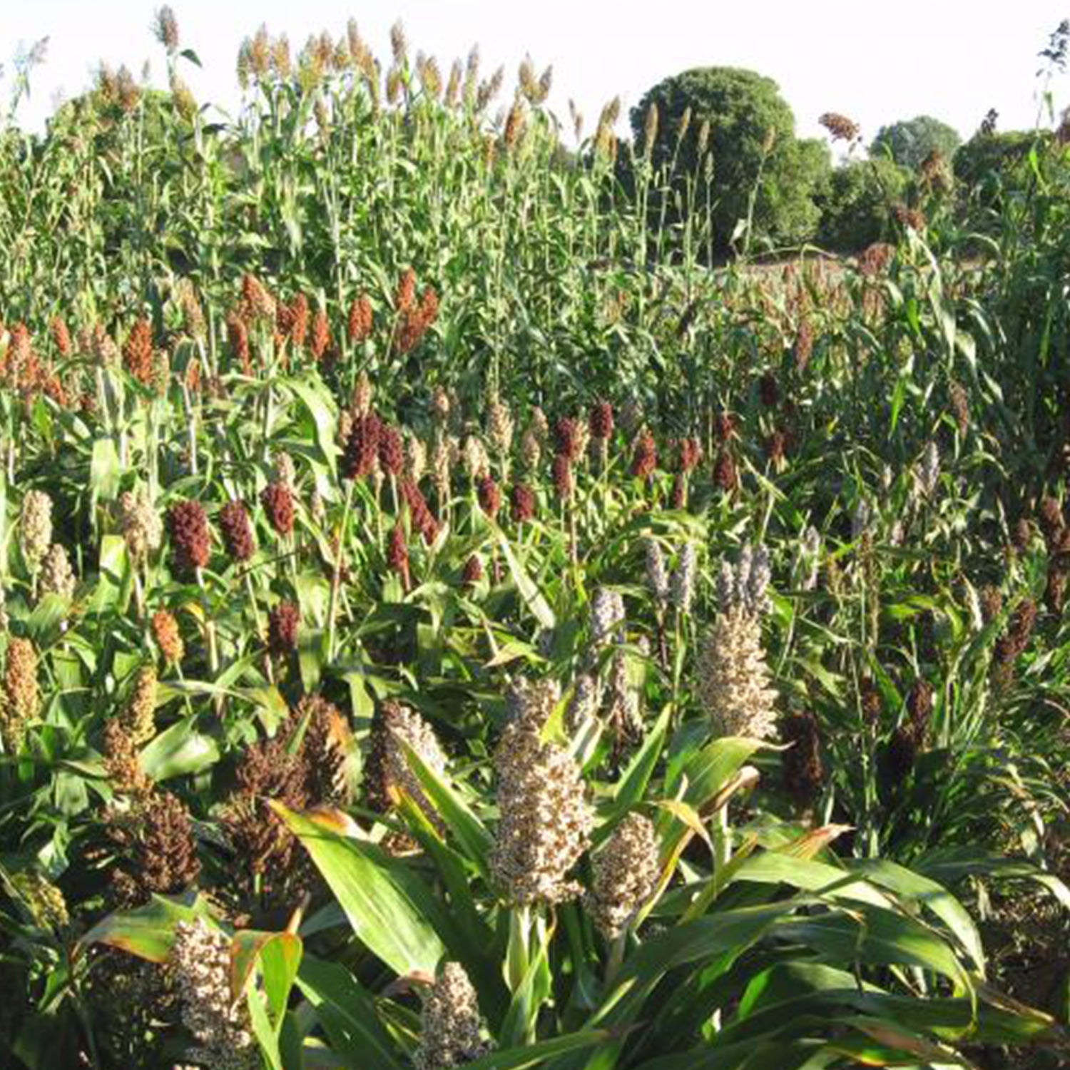 Fodder Sorghum (CoFS – 31) - 1 KG