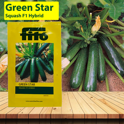 FITO Green Star Squash Seeds - Agriplex