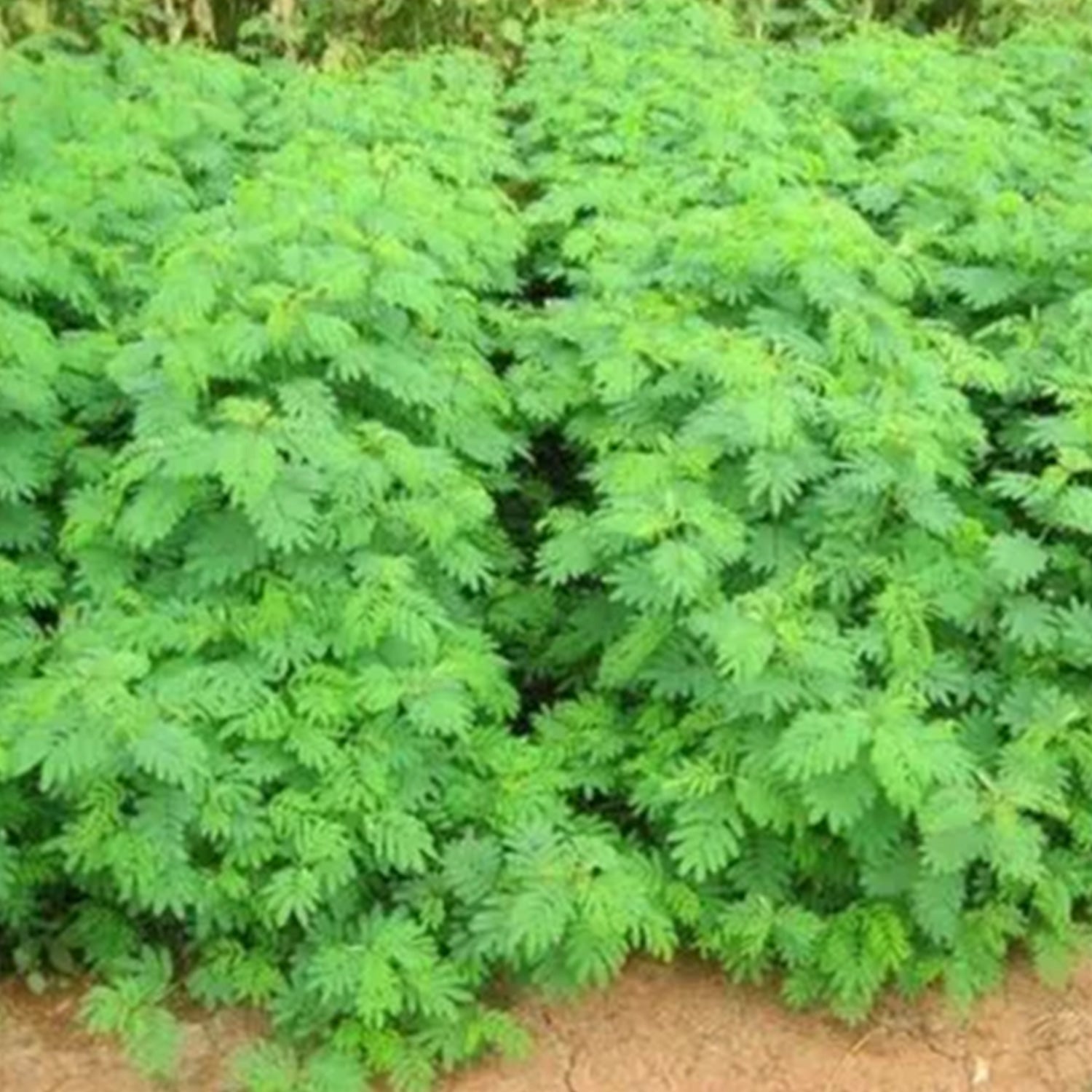 Locern Foder Hedge Lucerne Seeds (Fodder Crop)Â - 1 KG – Agriplex