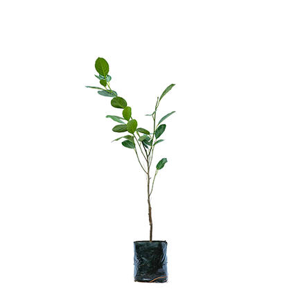 Jack fruit(Artocarpus heterophyllus) - ಹಲಸನ ಹಣ್ಣೆ - Agriplex