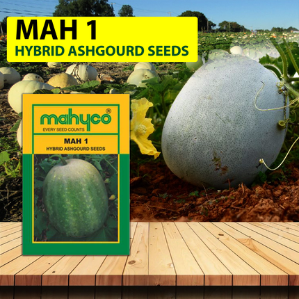 Mahyco Ashgourd Hy Mahy-1 Seeds - 50 GM