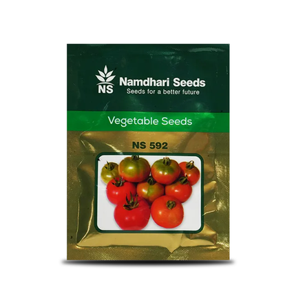 NS 592 Tomato Seeds