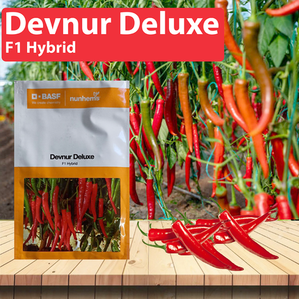 Nunhems Devnur Deluxe Chilli Seeds - Pack of 1500 Seeds