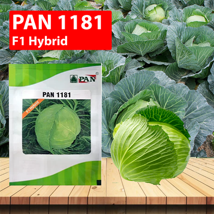 PAN 1181 Hybrid Cabbage (Dark Green, Round) Seeds - 10 GM - Agriplex