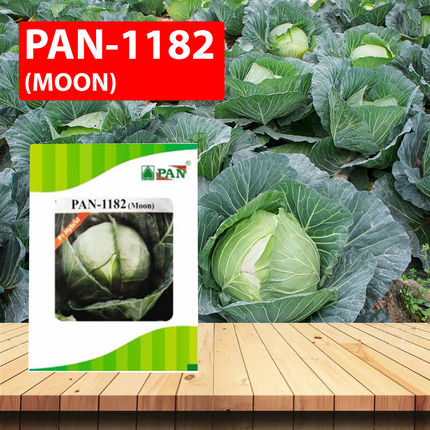 PAN 1182 Moon Cabbage (Green, Round) Seeds  - 10 GM